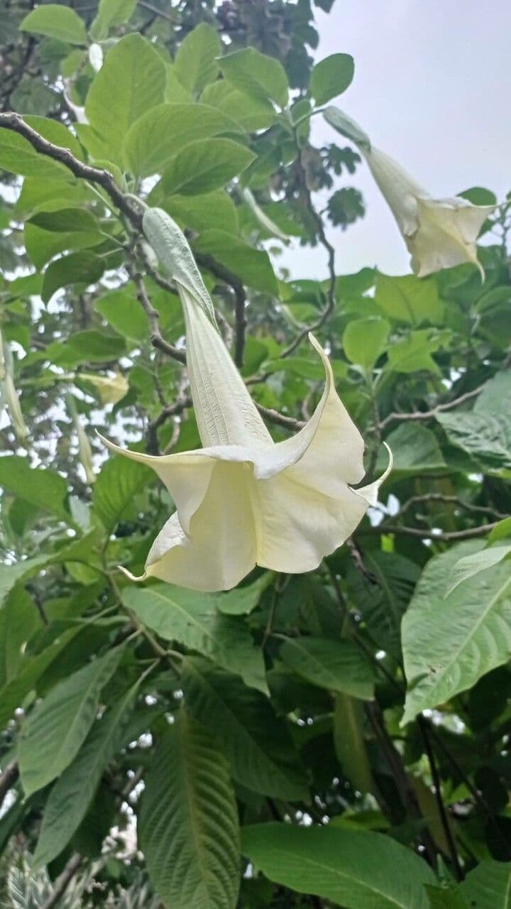 Trombetta degli angeli 5