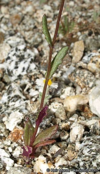 Senecio californiano 16