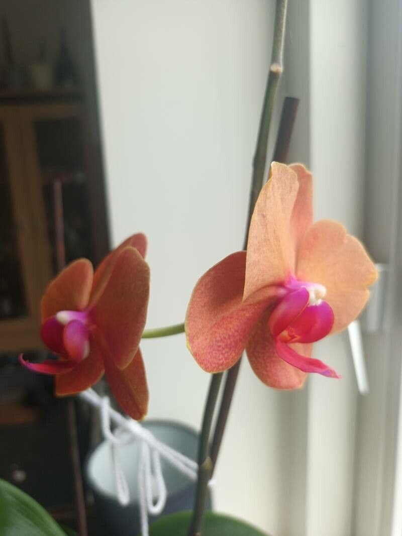 Eriaxis rigida 2