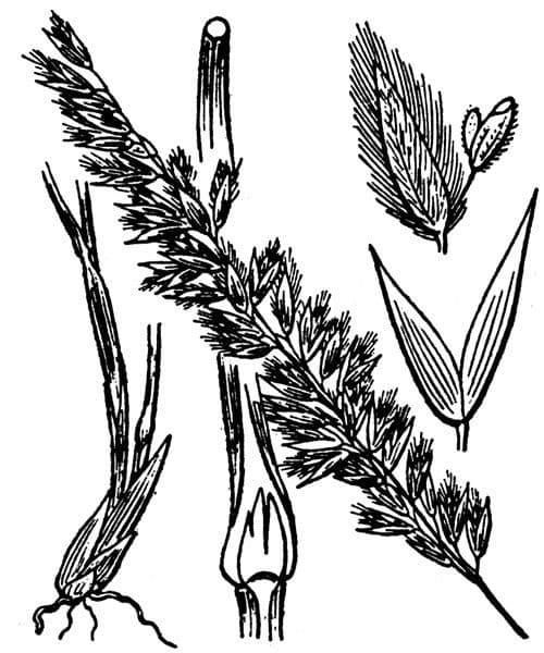 Espiguilla 28