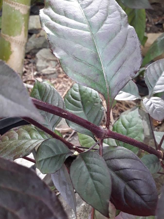 Alternanthera Brasiliana 23