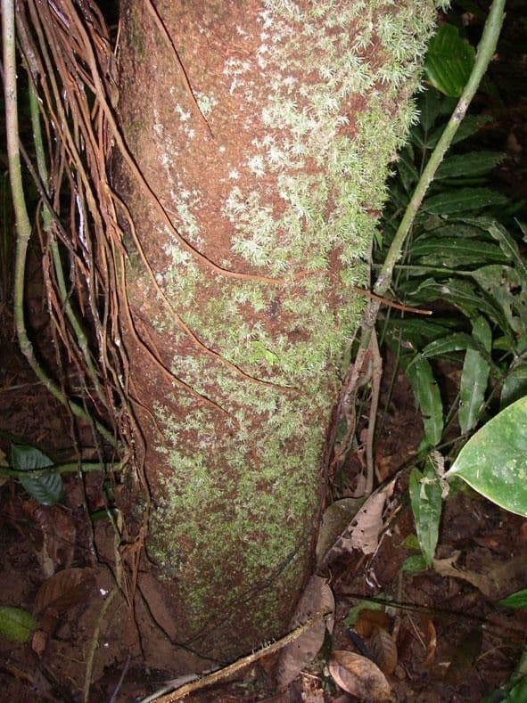 Ardisia 16