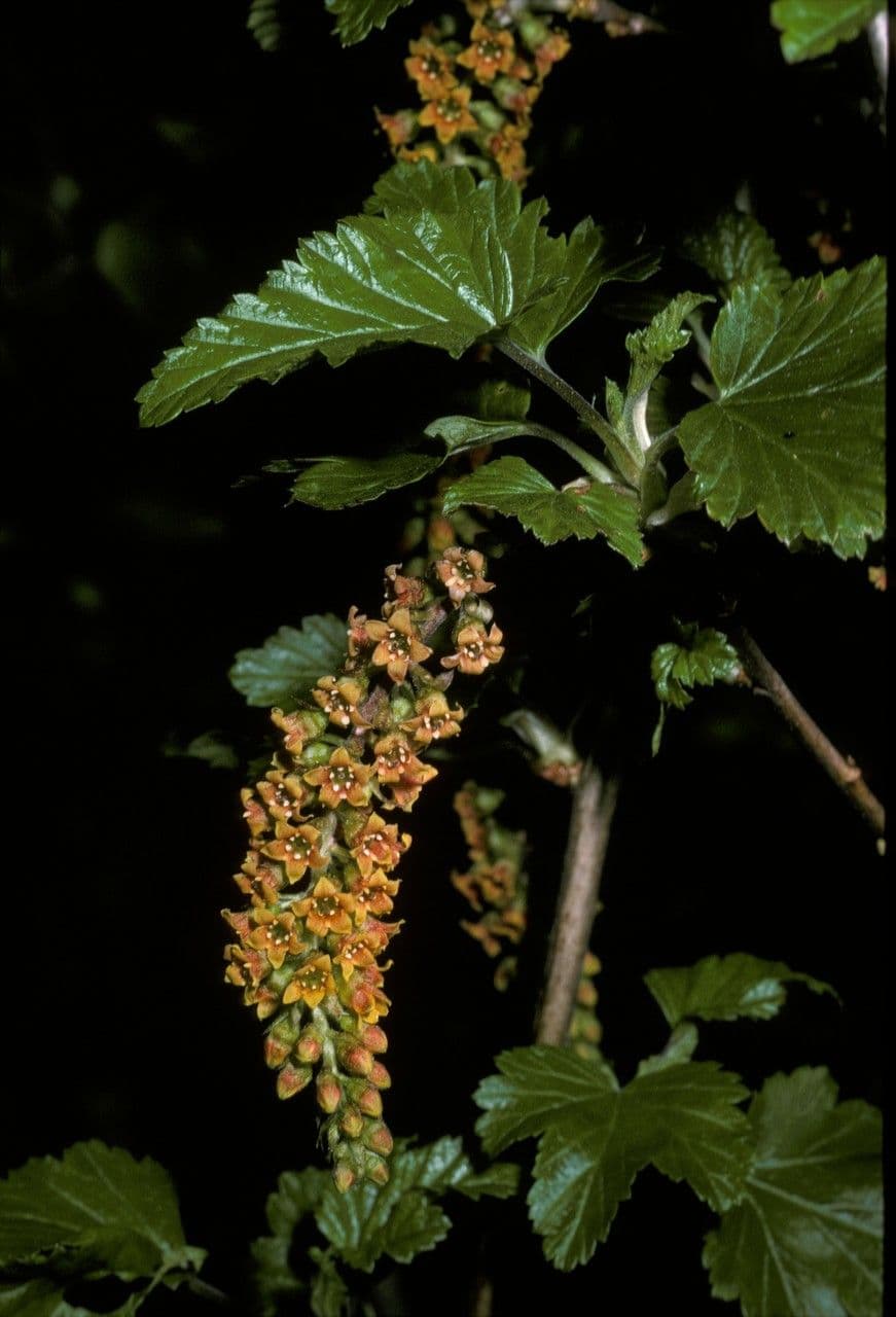 Ribes 7
