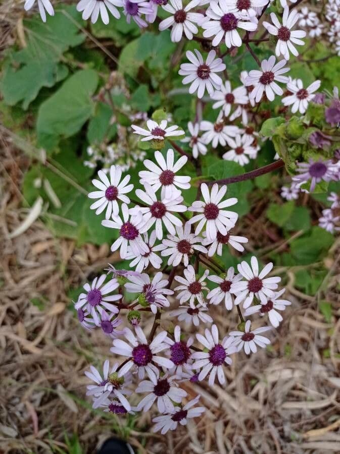 Pericallis 4