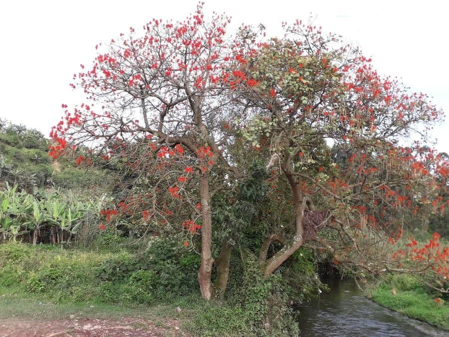 Eritrina abissina 6