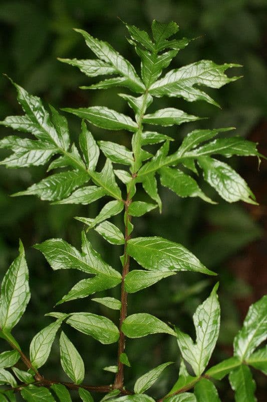 Dracontium 9