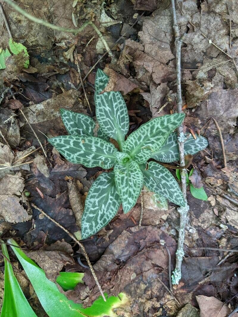 Goodyera tesselata 14