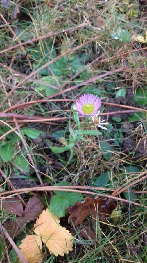 Erigeron alpino 15