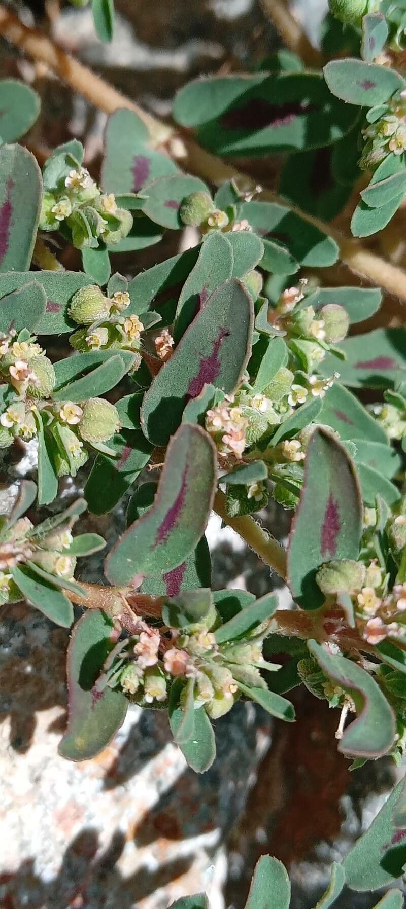 Euphorbe maculée 3