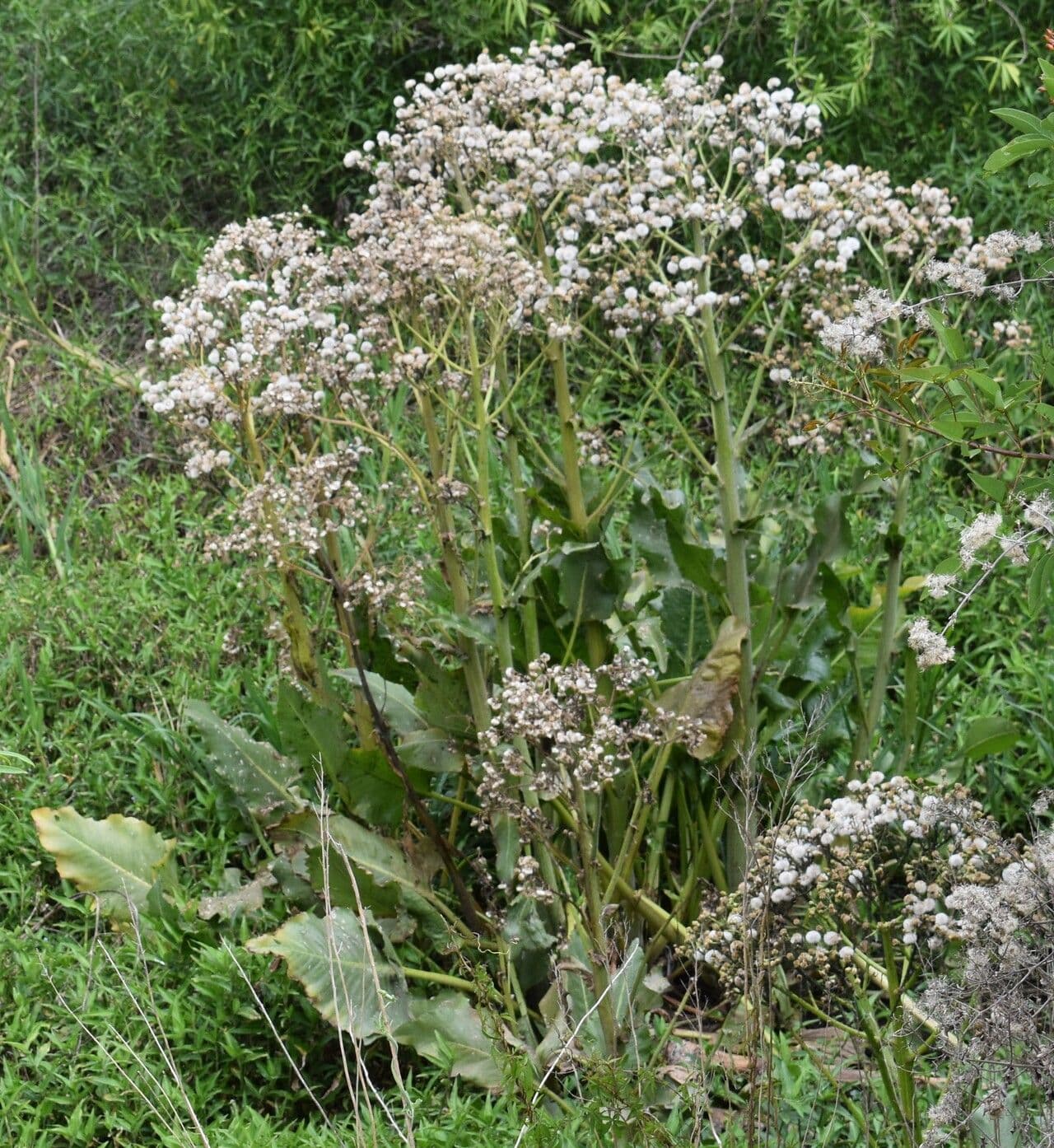 Senecio