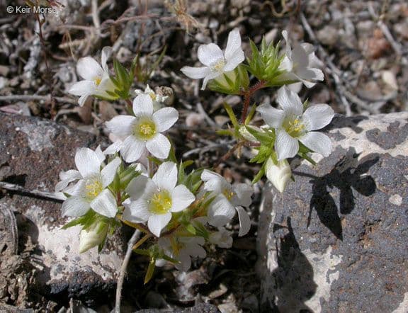 Linanthus basso 6