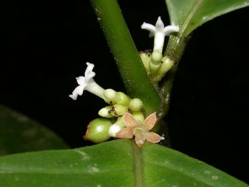 Ronabea latifolia 7