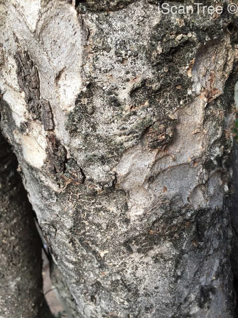 Scolopia zeyherowska 13