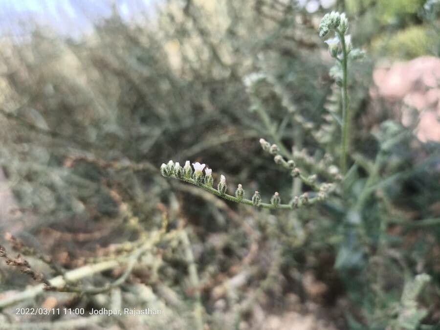 Euploca
