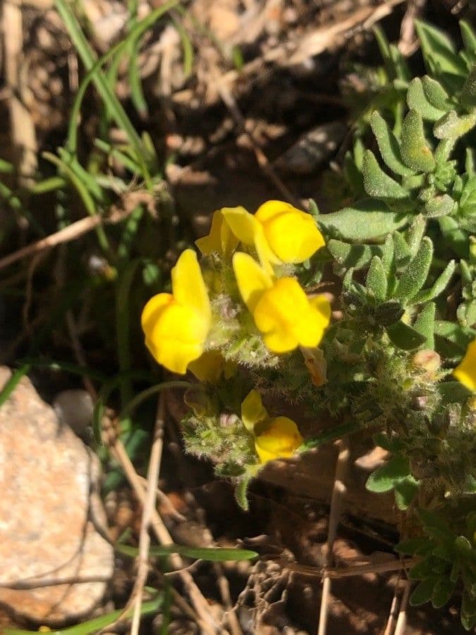 Linaria saxatilis 5