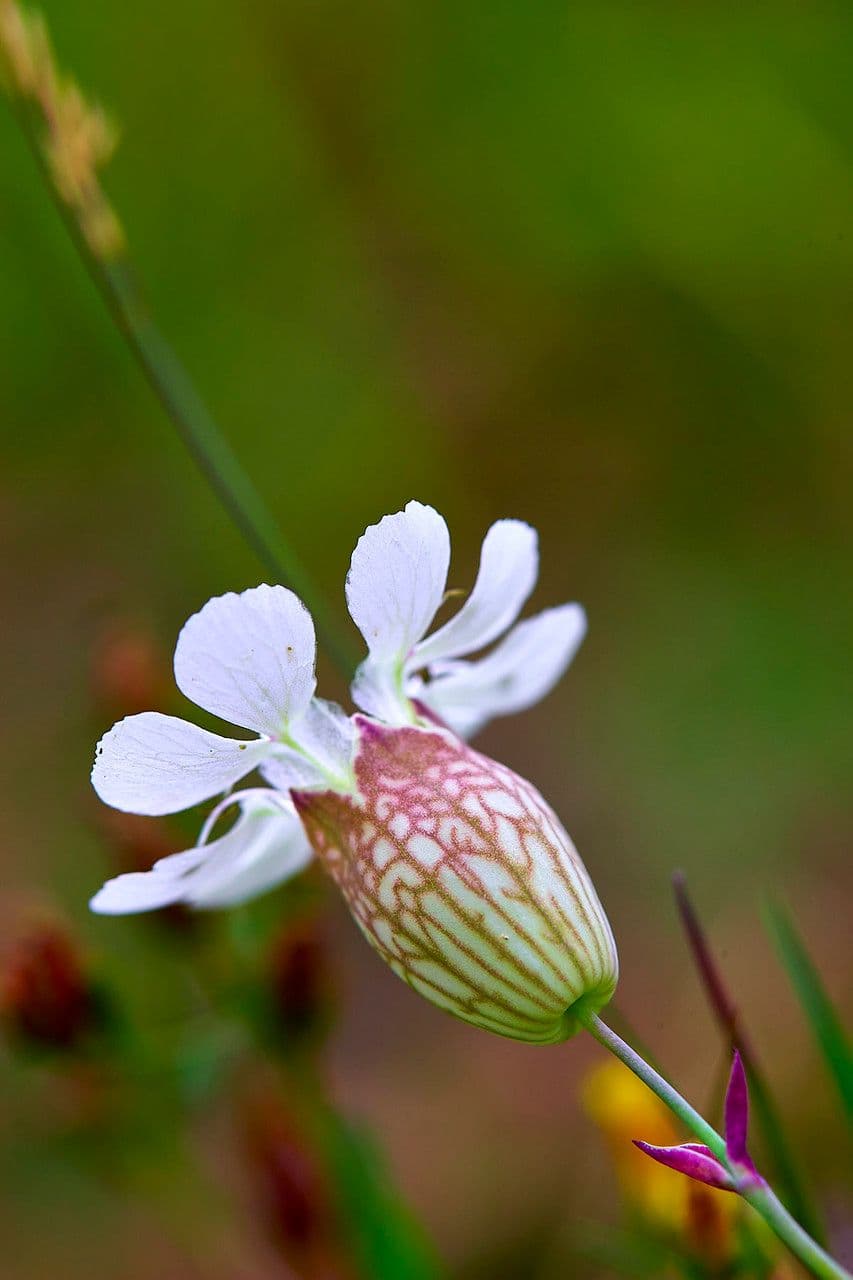 Silene a un fiore 9