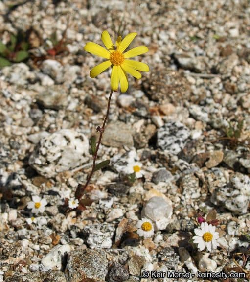 Senecio californiano 7
