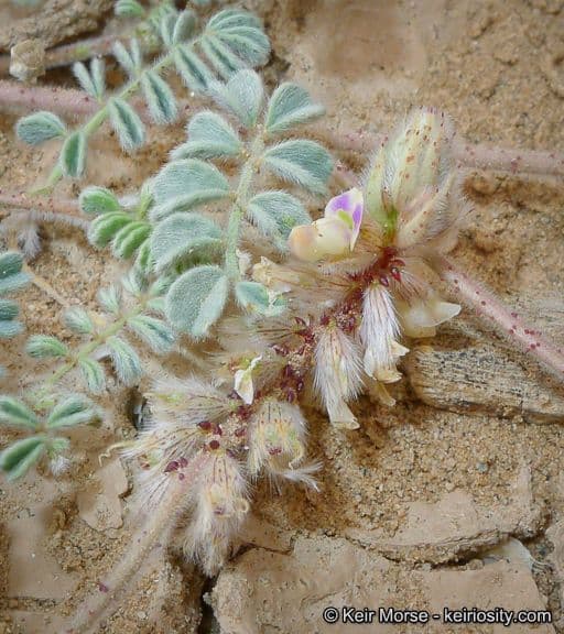 Dalea mollis 5