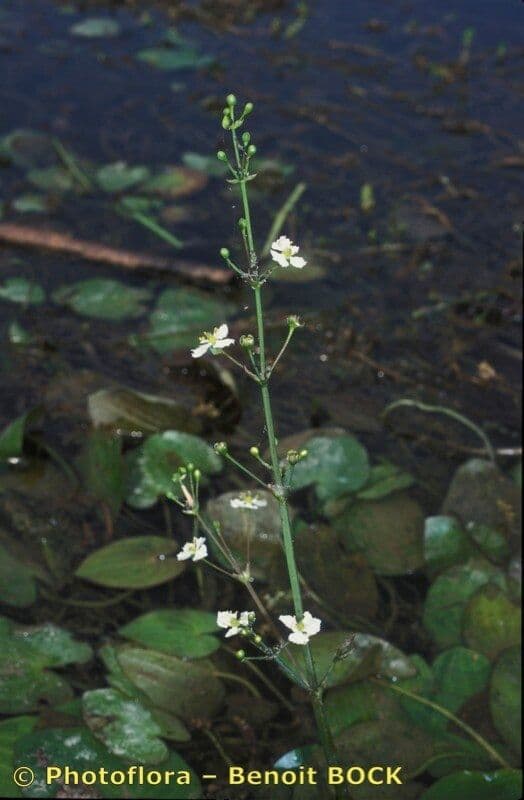 Caldesia parnassifolia 8