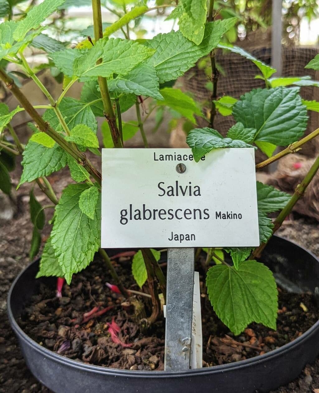 Salvia 8