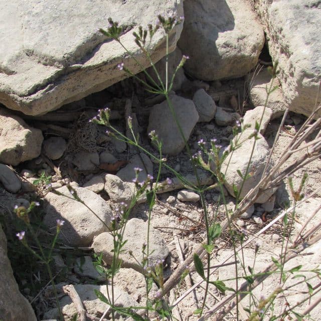 Verbena 12