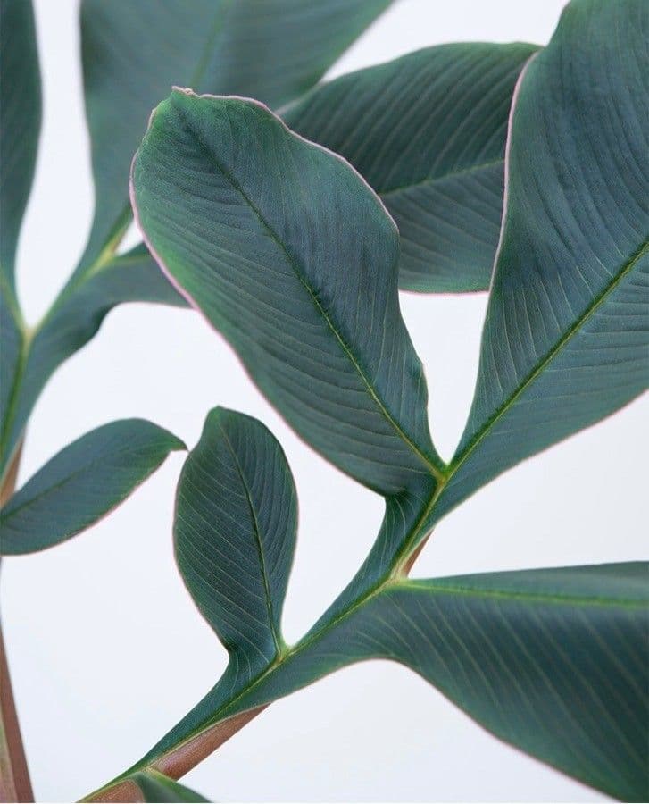 Amorphophallus