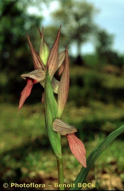 Serapide lingua