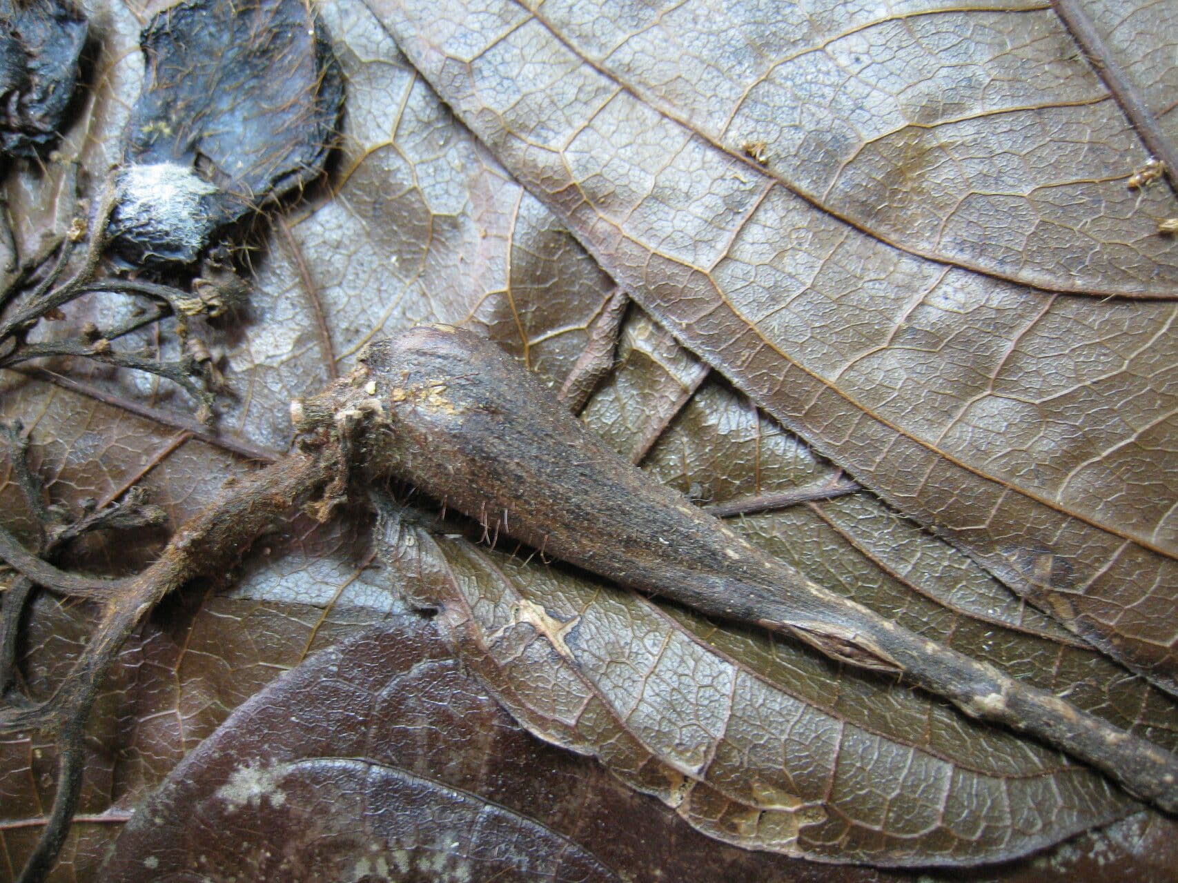 Cordia nodosa 23
