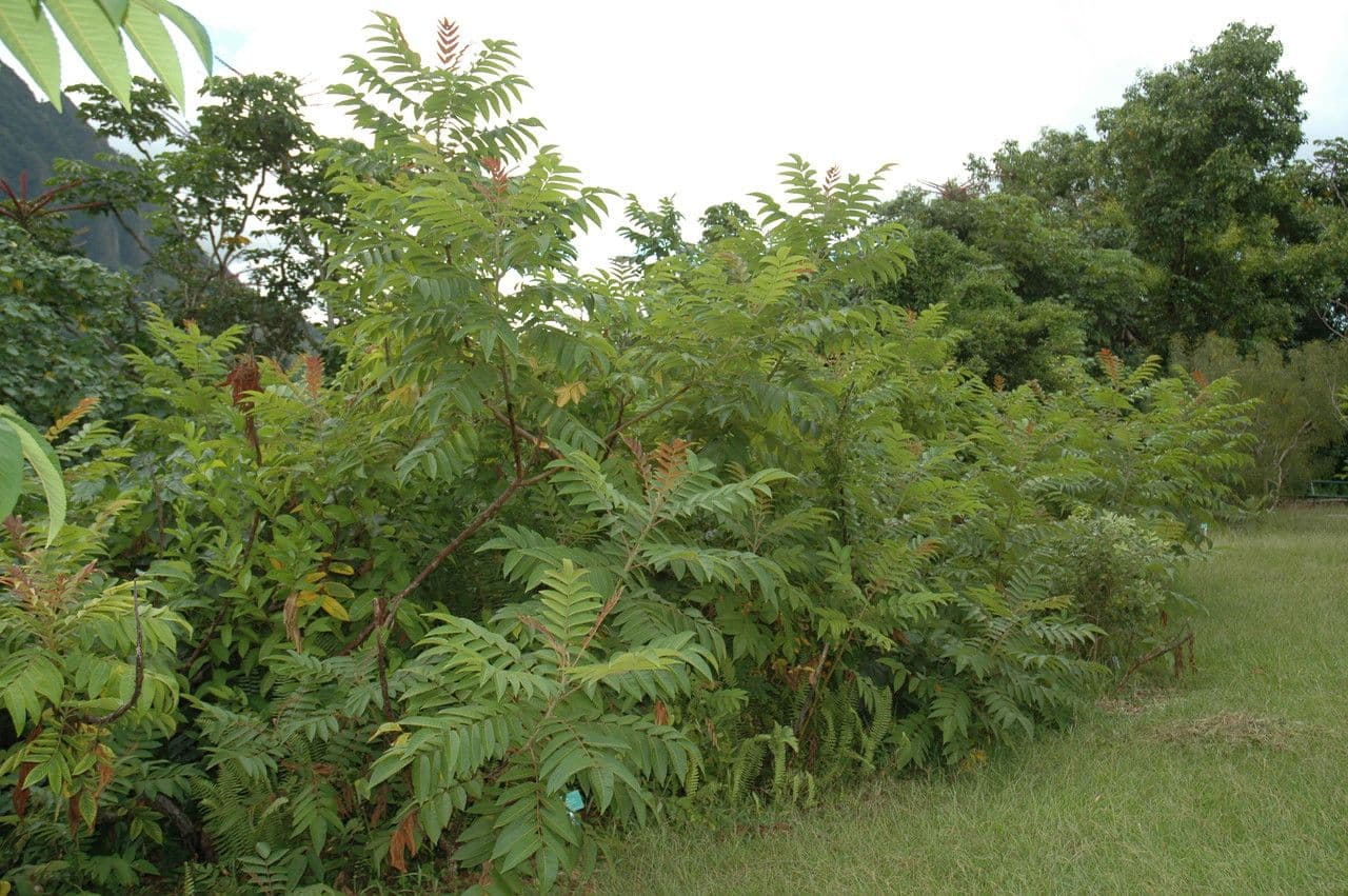 Essigbaum