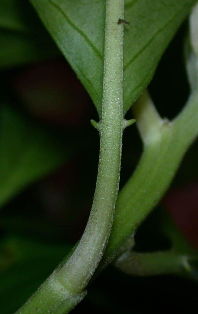 Tetrorchidium 14
