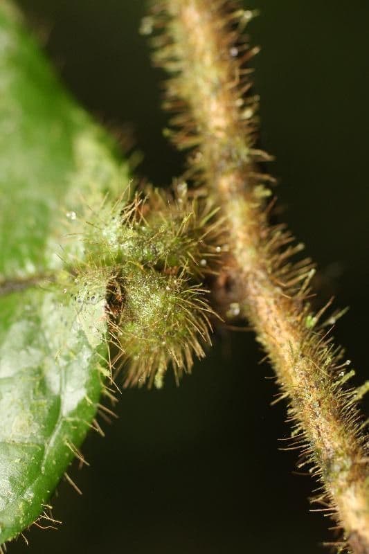 Hirtella 7