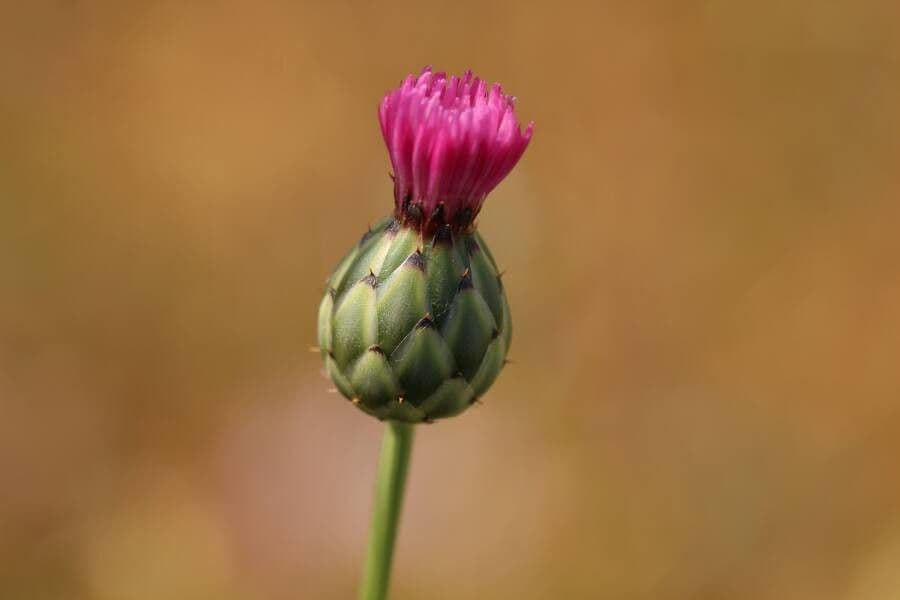 Weißgefleckte Distel 9