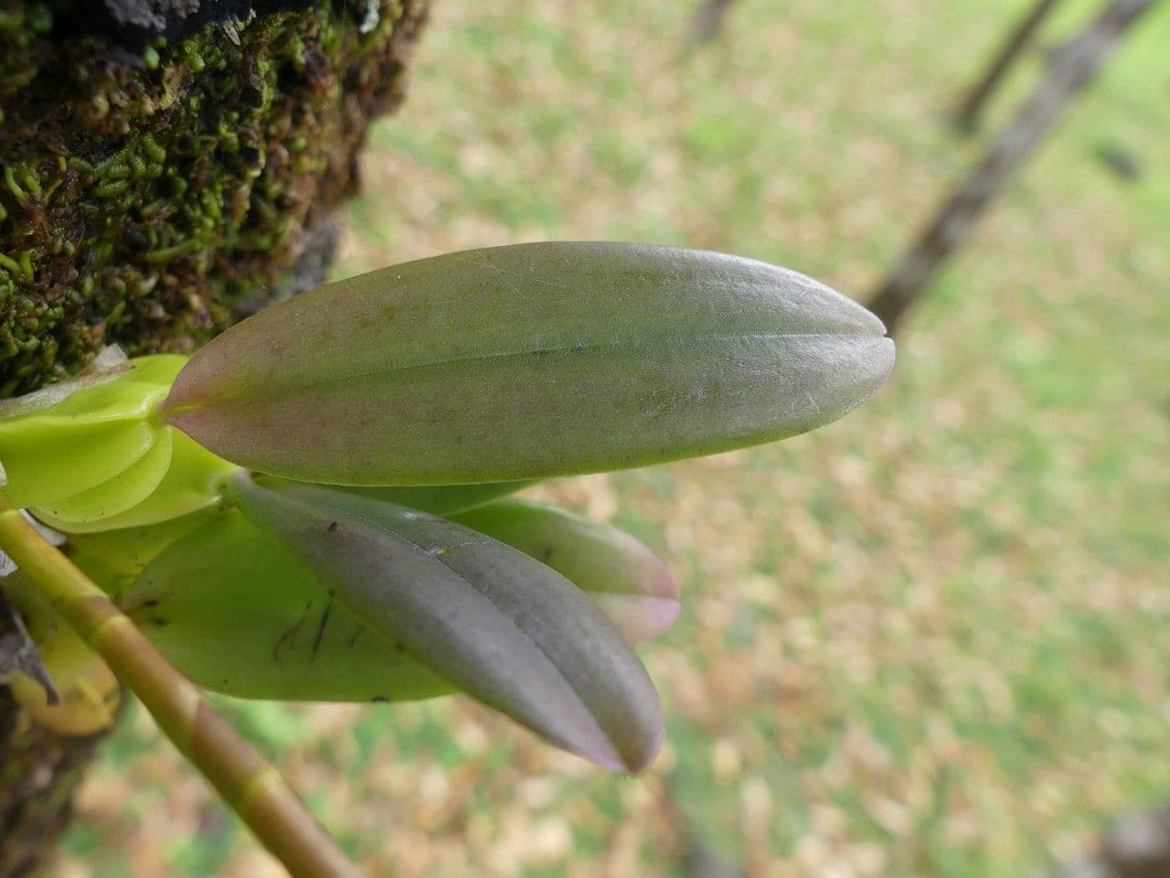 Bulbophyllum 18