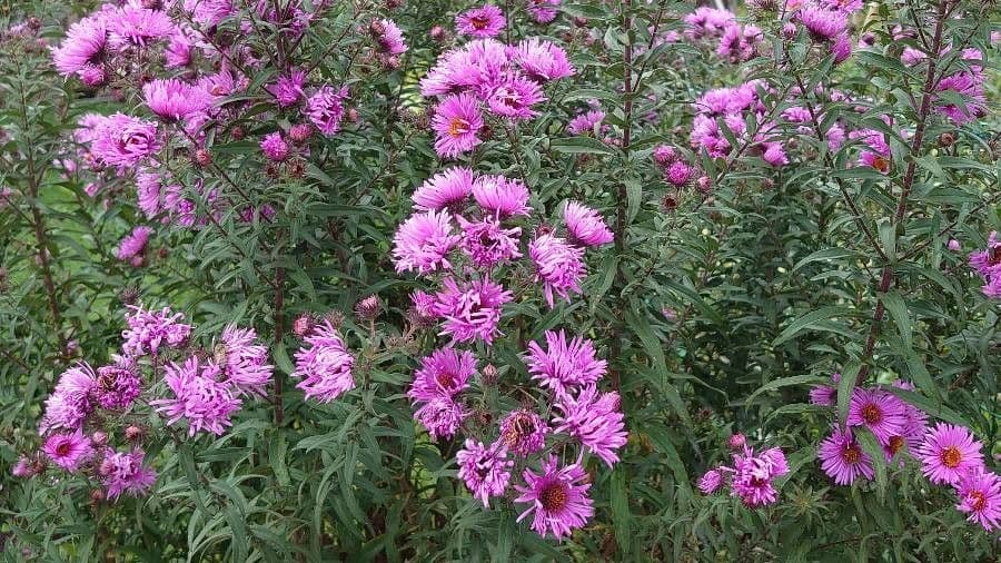 Raublatt-Aster 27