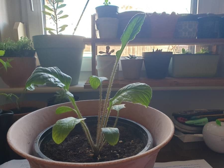Gerbera Jamesonii 7