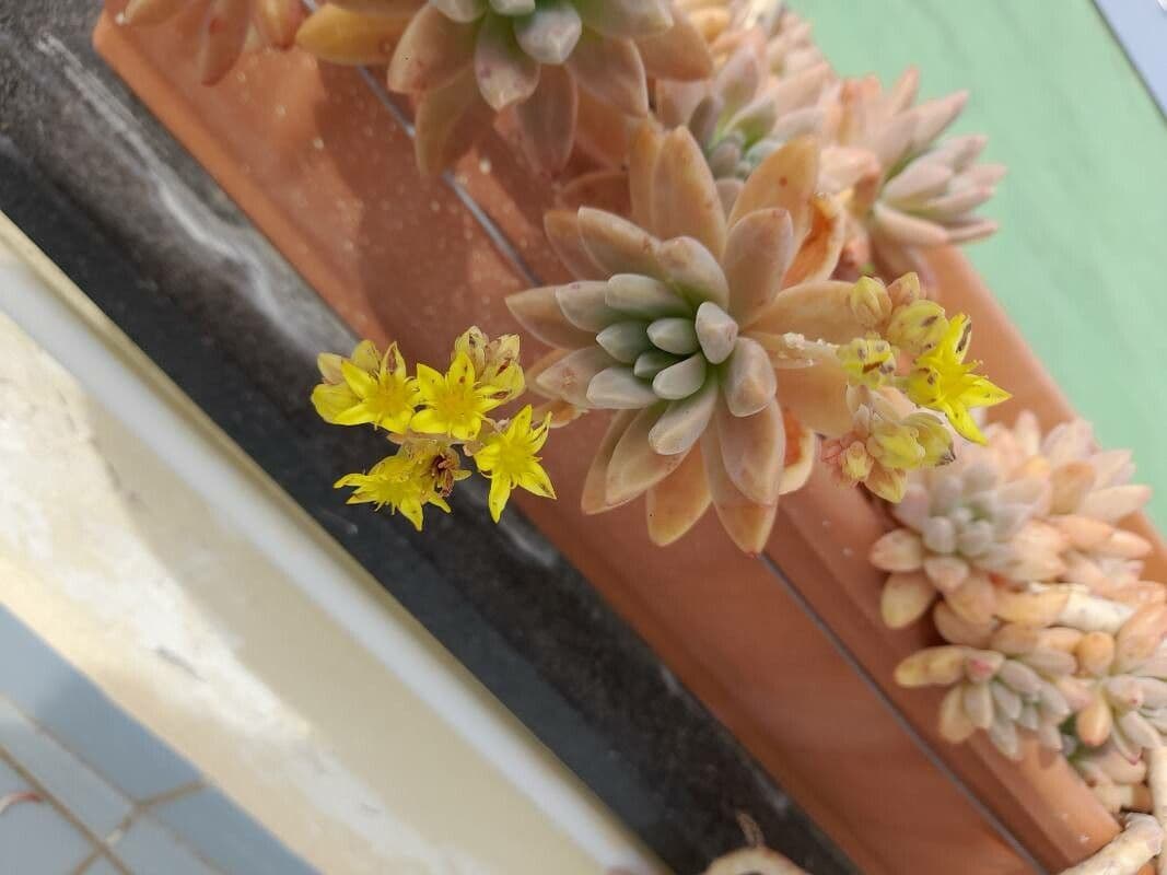 Dudleya di Greene 18