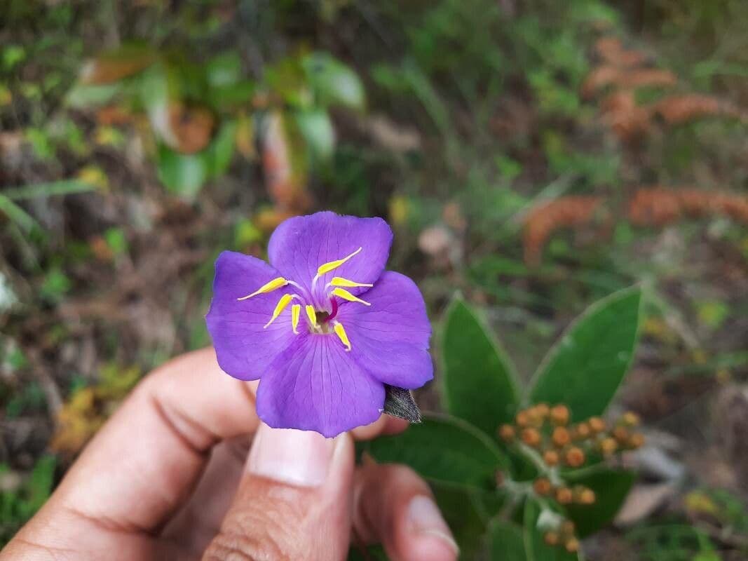Osbeckia