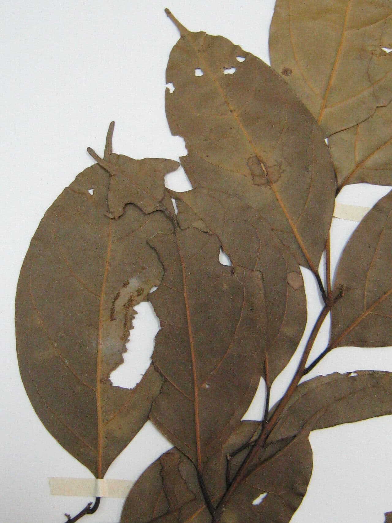 Ocotea cernua 19