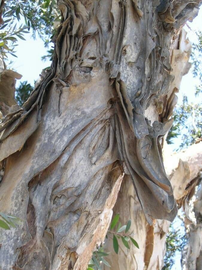 Melaleuca bianca 9