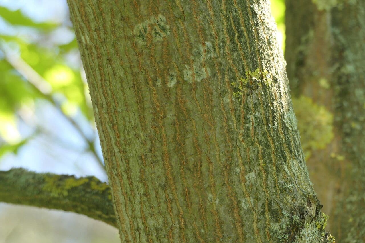The painted maple 13