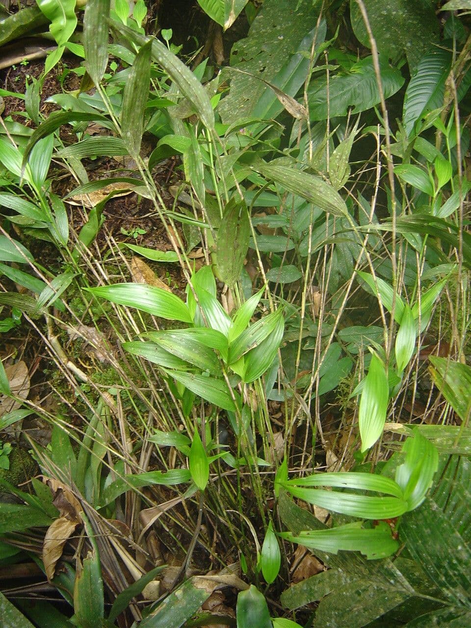 Elleanthus brazylijski 6
