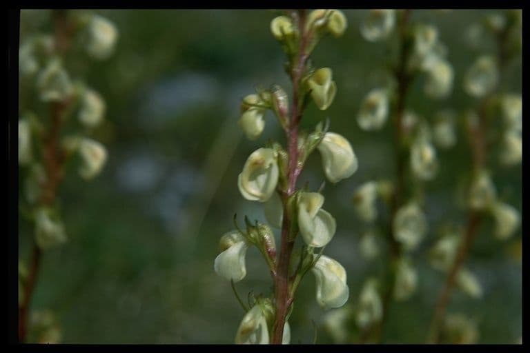 Pedicularia 4