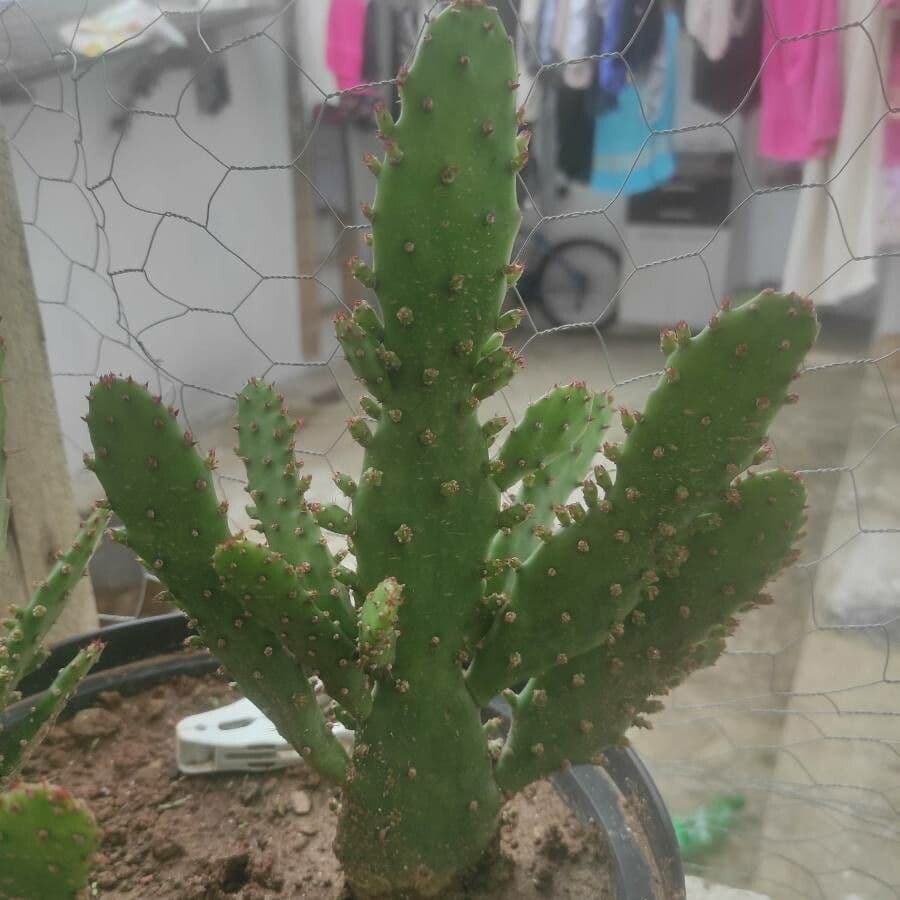 Opuncja Monacantha 6