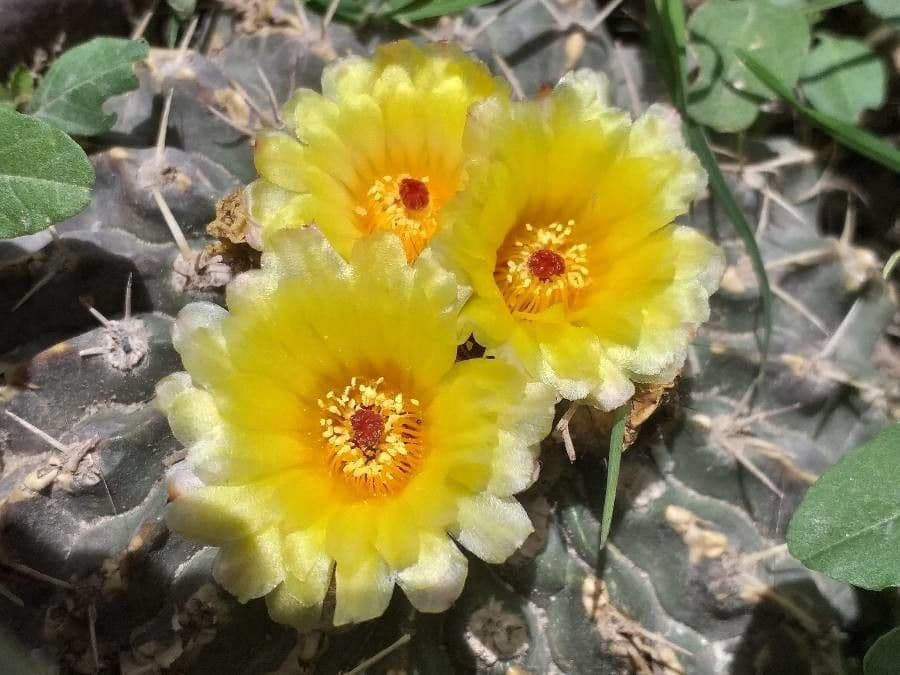 Nopal