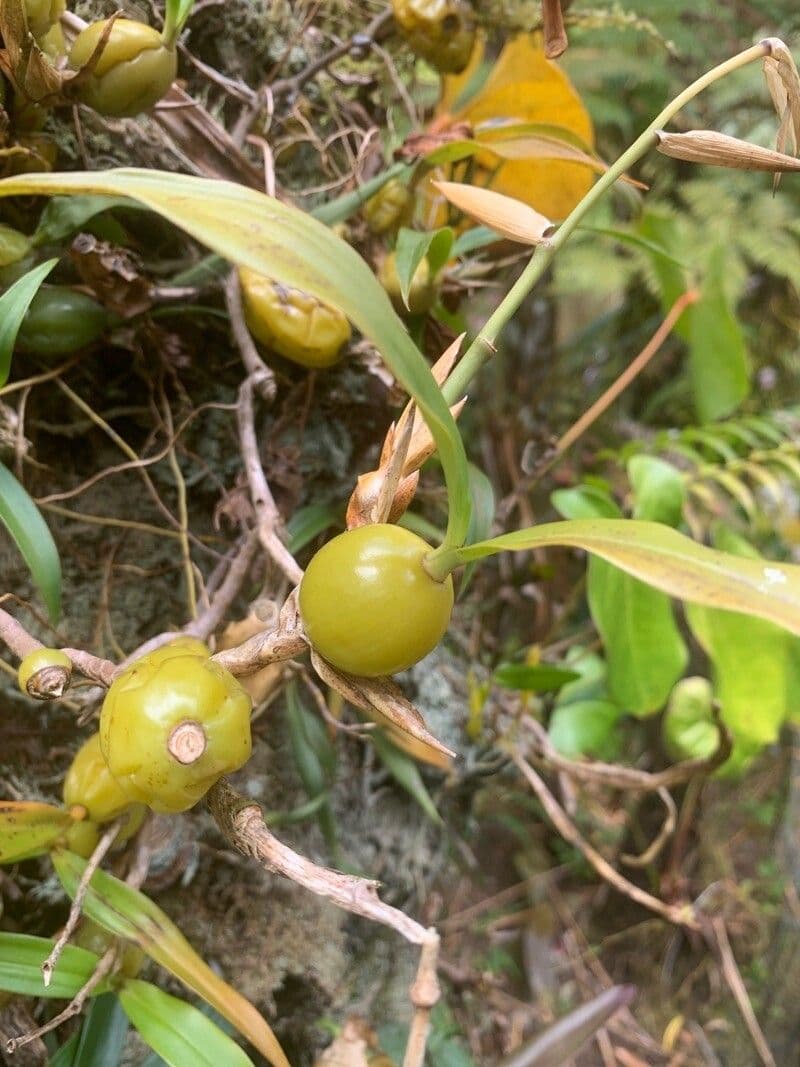 Bulbophyllum 6