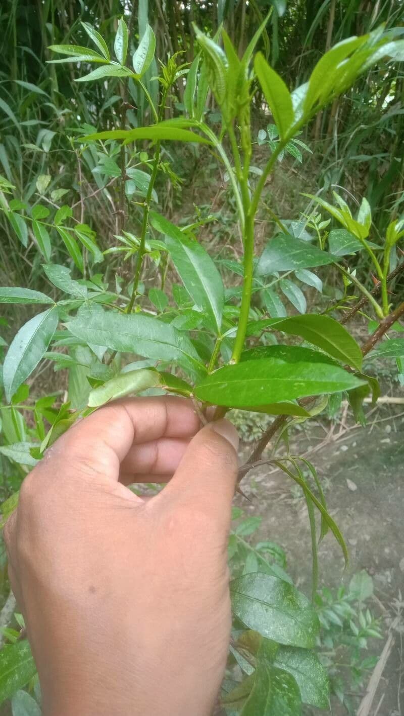 Crotalaria 20