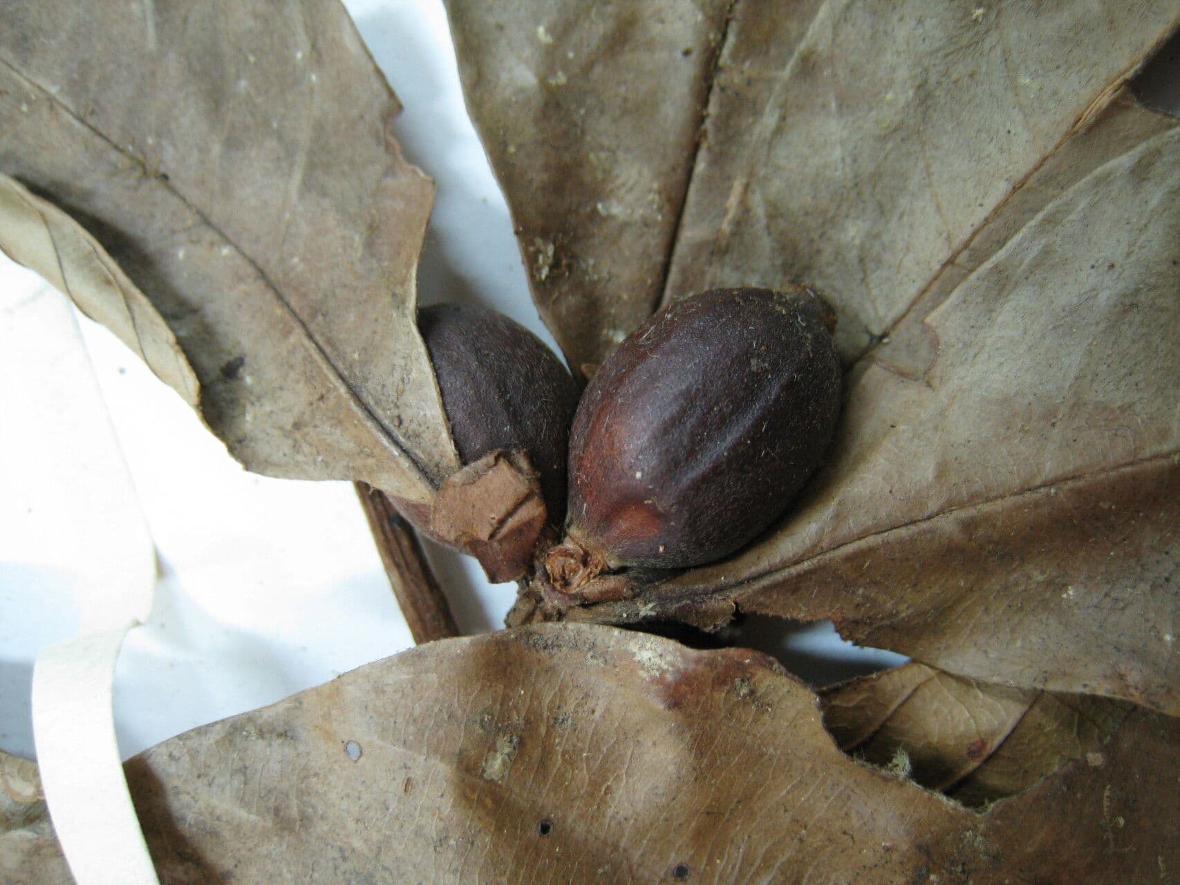 Amaioua guianensis 9