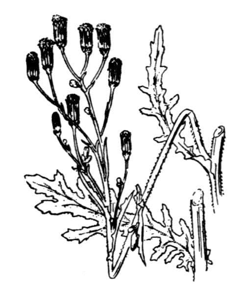 Senecio dei boschi 27