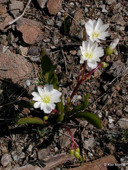Gegenblatt-Lewisia 6