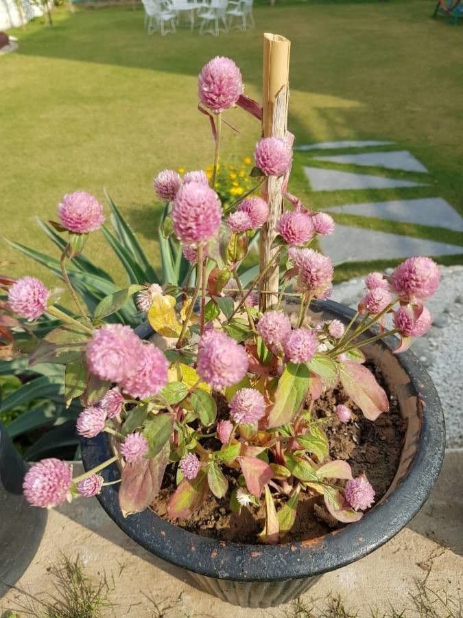 Gomphrena globuleuse 28